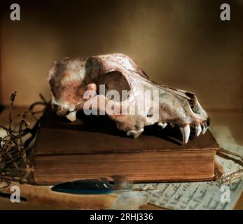 studio-Stillleben-Bild eines Tierschädels mit wunderschöner dramatischer Beleuchtung auf antiken Büchern Stockfoto