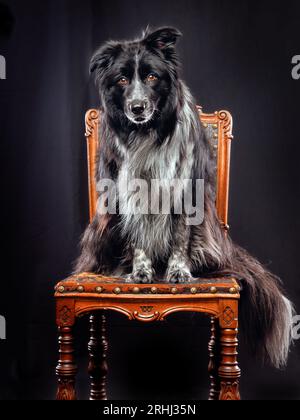 Wunderschöner Happy Border collier Hütehund, der auf einem antiken Vintage-Stuhl in einem Fotostudio mit weichem, dramatischem Licht sitzt Stockfoto