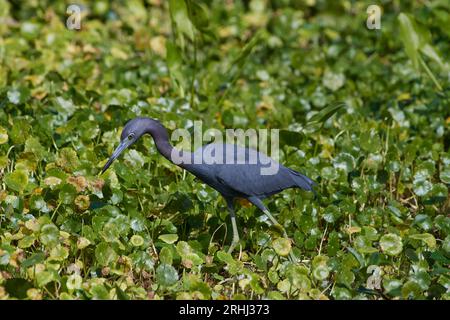 Egretta caerulea, Blaureiher, kleiner Blaureiher Stockfoto