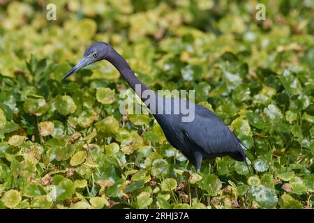 Egretta caerulea, Blaureiher, kleiner Blaureiher Stockfoto