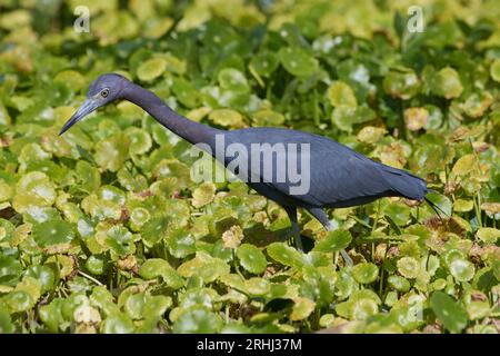 Egretta caerulea, Blaureiher, kleiner Blaureiher Stockfoto