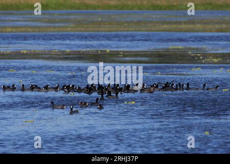 Podilymbus podiceps podiceps, Bindentaucher, Rattenschnabel Stockfoto