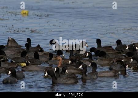 Podilymbus podiceps podiceps, Bindentaucher, Rattenschnabel Stockfoto