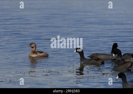 Podilymbus podiceps podiceps, Bindentaucher, Rattenschnabel Stockfoto