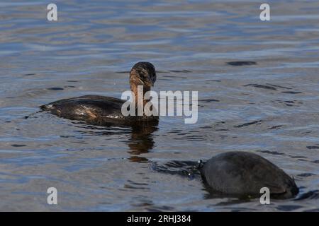 Podilymbus podiceps podiceps, Bindentaucher, Rattenschnabel Stockfoto