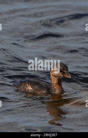 Podilymbus podiceps podiceps, Bindentaucher, Rattenschnabel Stockfoto