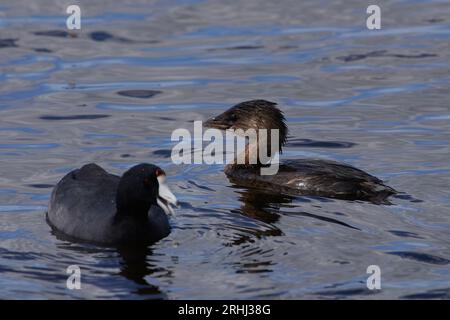 Podilymbus podiceps podiceps, Bindentaucher, Rattenschnabel Stockfoto