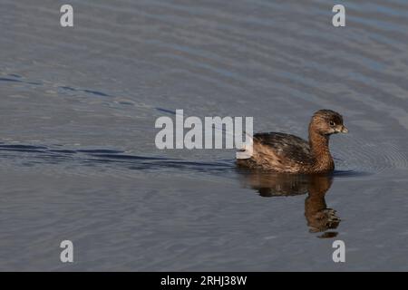 Podilymbus podiceps podiceps, Bindentaucher, Rattenschnabel Stockfoto
