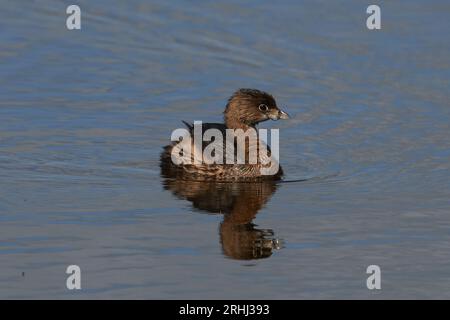 Podilymbus podiceps podiceps, Bindentaucher, Rattenschnabel Stockfoto