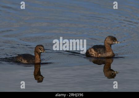Podilymbus podiceps podiceps, Bindentaucher, Rattenschnabel Stockfoto