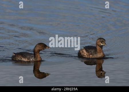 Podilymbus podiceps podiceps, Bindentaucher, Rattenschnabel Stockfoto
