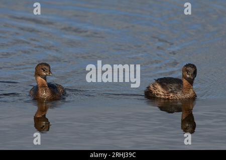 Podilymbus podiceps podiceps, Bindentaucher, Rattenschnabel Stockfoto