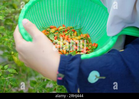 Nahaufnahme weiblicher Hände, die Chilis im Garten pflücken Stockfoto