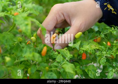 Nahaufnahme weiblicher Hände, die Chilis im Garten pflücken Stockfoto