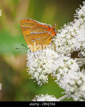 Weibliche Braune Hairstreak Thecla betulae, die sich an Wassertropfenblüten bei Alner's Gorse in Dorset UK ernähren Stockfoto