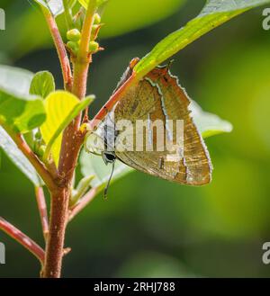 Männliche braune Haarsträhne Thecla betulae ernähren sich von einem Erle-Sanddorn-Blumenbecher in Alner's Gorse in Dorset UK Stockfoto