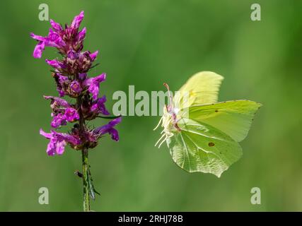 Schwefel Gonepterix rhamni, der um einen Betony-Blütendorn mit verlängerten Proboscis fliegt - Alners Gorse Dorset UK Stockfoto