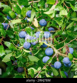 Staubblaue Früchte von Sloe auf einem Schwarzdornbusch im Spätsommer - Somerset UK Stockfoto