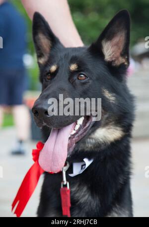 Deutscher Schäferhund - Elsass Stockfoto
