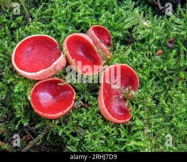 Scharlachrote Elfcup Sarcoscypha austriaca oder coccinea auf einem grünen Moosteppich in Waldgebieten in Südwales Stockfoto