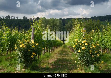 Weinberge von Monferrato in der Nähe von Gavi, Provinz Alessandria, Piemont, Italien, im Juni. Unesco-Weltkulturerbe Stockfoto