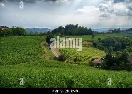 Weinberge von Monferrato in der Nähe von Gavi, Provinz Alessandria, Piemont, Italien, im Juni. Unesco-Weltkulturerbe Stockfoto