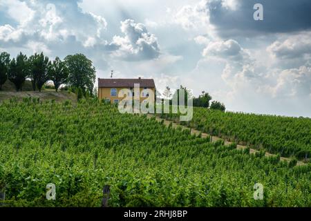 Weinberge von Monferrato in der Nähe von Novi Ligure, Provinz Alessandria, Piemont, Italien, im Juni. Unesco-Weltkulturerbe Stockfoto