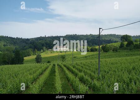 Weinberge von Monferrato in der Nähe von Novi Ligure, Provinz Alessandria, Piemont, Italien, im Juni. Unesco-Weltkulturerbe Stockfoto