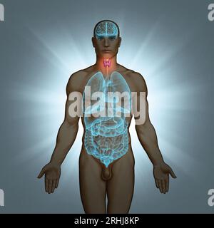 Illustration Series: Body with Human Organs (Körper mit menschlichen Organen). Abbildung 3 von 10 Stockfoto