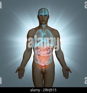 Illustration Series: Body with Human Organs (Körper mit menschlichen Organen). Abbildung 8 von 10 Stockfoto