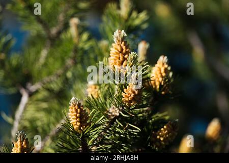 Blütennahaufnahme von Pinus mugo, Zweige einer Zwergkiefer. Männlicher Pollen, der strobili produziert. Koniferenzapfen. Stockfoto