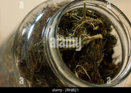 Viele Länder erlauben es Einzelpersonen, Cannabis anzubauen und ihr eigenes Cannabisöl herzustellen. Nach der Ernte werden die Marihuana-Blüten getrocknet und meticulou Stockfoto