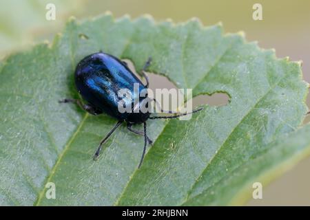 Erlenblattkäfer, Blauer Erlenblattkäfer, Frisst an Erlenblatt, Erlen-Blattkäfer, Agelastica alni, erlenblattkäfer, Erlenblattkäfer, La Galéruque d Stockfoto