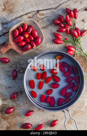 Hagebuttenernte, Hagebutten-Ernte, Hagebutten sammeln, Hunds-Rose, Hundsrose, Heckenrose, Rose, Wildrose, Früchte, Hagebutte, Hagebutten, Rosa canina, Stockfoto