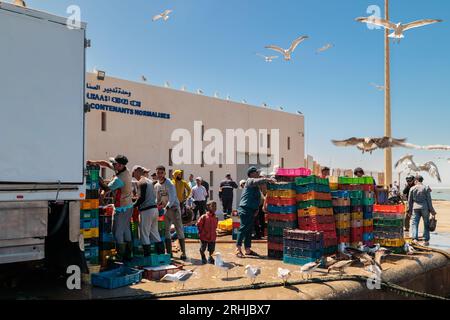 Essaouira, Marokko - 2. August 2023: Am Kai des Hafens kehren Männer vom Seefischen zurück und laden Kisten voller Sardinen für den Fischmarkt. Stockfoto