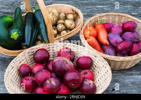 Körbe mit selbst geerntetem Obst und Gemüse aus dem Gemüsegarten oder der Kleinstätte. Stockfoto