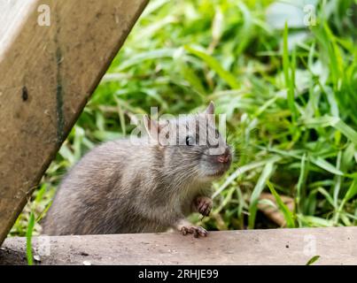 Eine junge braune Ratte, Rattus norvegicus in Leighton Moss, Silverdale, Lancashire, UK. Stockfoto