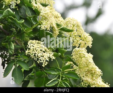 Im Frühling blühen Holunderbeeren in freier Wildbahn Stockfoto