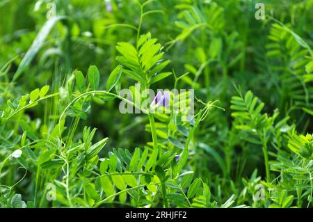 Wicke (Vicia sativa) wächst auf einem Bauernhof Stockfoto