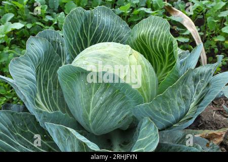 Kohl wächst auf dem organischen offenen Boden im Garten Stockfoto