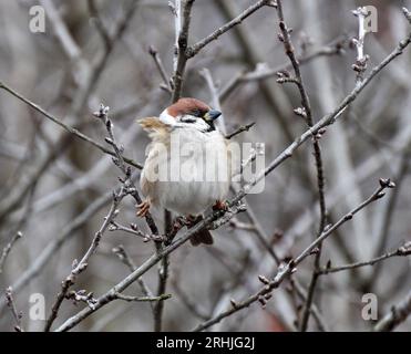 Spatzen (Passer) in der Wildnis sitzen auf einem Ast Stockfoto