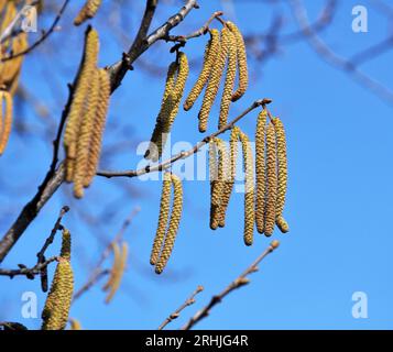 Gemeine Hasel (Corylus avellana) im Frühling blüht im Wald Stockfoto