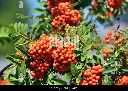 In der Natur auf einem Zweig gewöhnlicher (Sorbus aucuparia) reifer Beeren Stockfoto