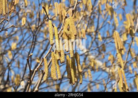 Gemeine Hasel (Corylus avellana) im Frühling blüht im Wald Stockfoto