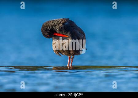 Ein Schwarzer Austernfänger (Haematopus bachmani), der sich in einem Wasserbecken predigt Stockfoto