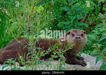 Eurasischer Otter (Lutra lutra) Erwachsener männlicher 'Royal', der auf Fels ruht. Stockfoto