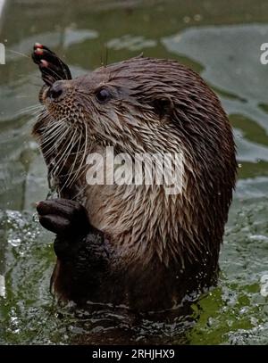 Eurasischer Otter (Lutra lutra) Erwachsener Rüde, der im Wasser steht, mit erhobenen Vorderpfoten. Stockfoto