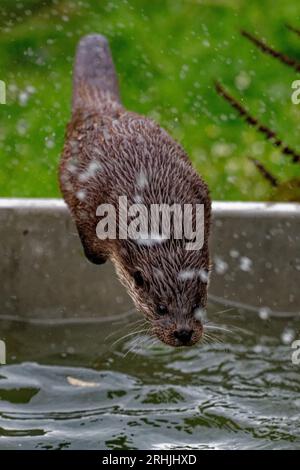 Eurasian Otter (Lutra lutra) Adult diving into water in pool. Stock Photo