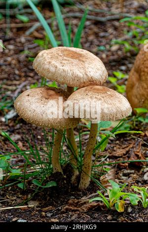 Die Gruppierung großer hoher Pilze mit Kappen über dem Boden gruppierte sich im Frühsommer intakte Nahaufnahmen Stockfoto