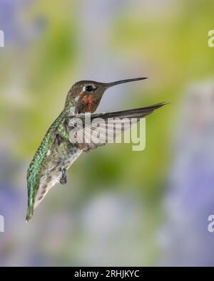 Männlich Annas Kolibri im Flug Stockfoto